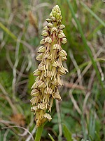 Aceras anthropophorum