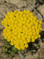 Achillea ageratum