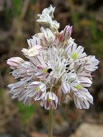 Allium paniculatum
