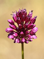 Allium sphaerocephalon
