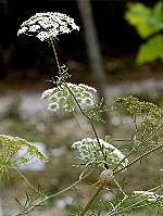 Ammi majus