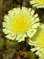 Andryala integrifolia