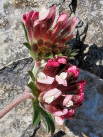 Anthyllis vulneraria