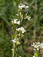 Arabis planisiliqua
