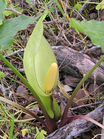 Arum italicum
