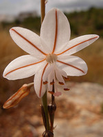 Asphodelus fistulosus
