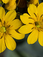 Blackstonia perfoliata