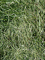 Bromus diandrus