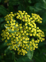 Bupleurum fruticosum