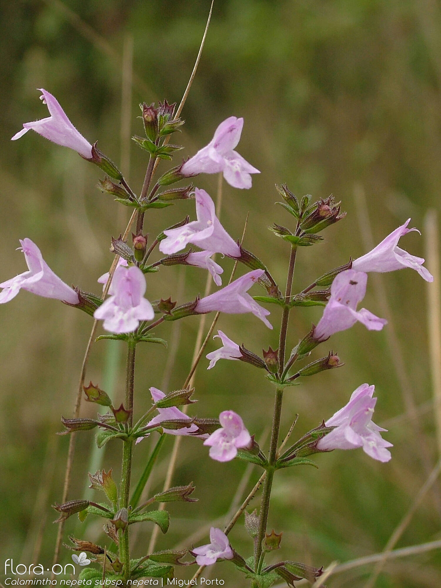 Calamintha nepeta