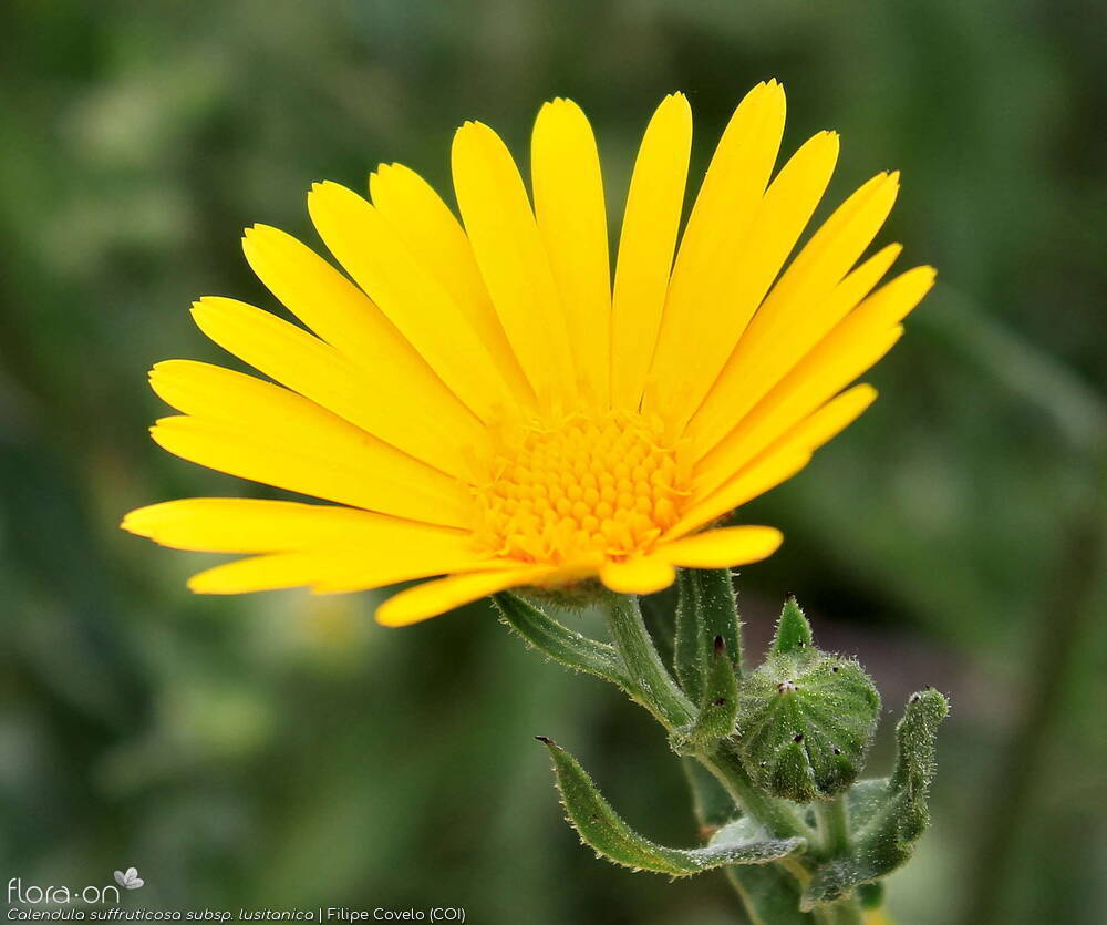 Calendula suffruticosa