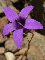 Campanula lusitanica