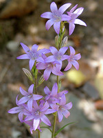 Campanula rapunculus