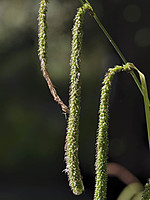 Carex pendula