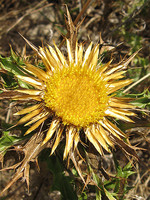 Carlina hispanica