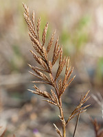 Catapodium rigidum