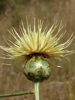 Centaurea africana