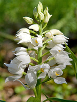 Cephalanthera longifolia