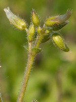 Cerastium glomeratum