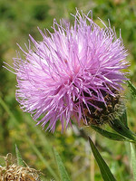 Cheirolophus sempervirens