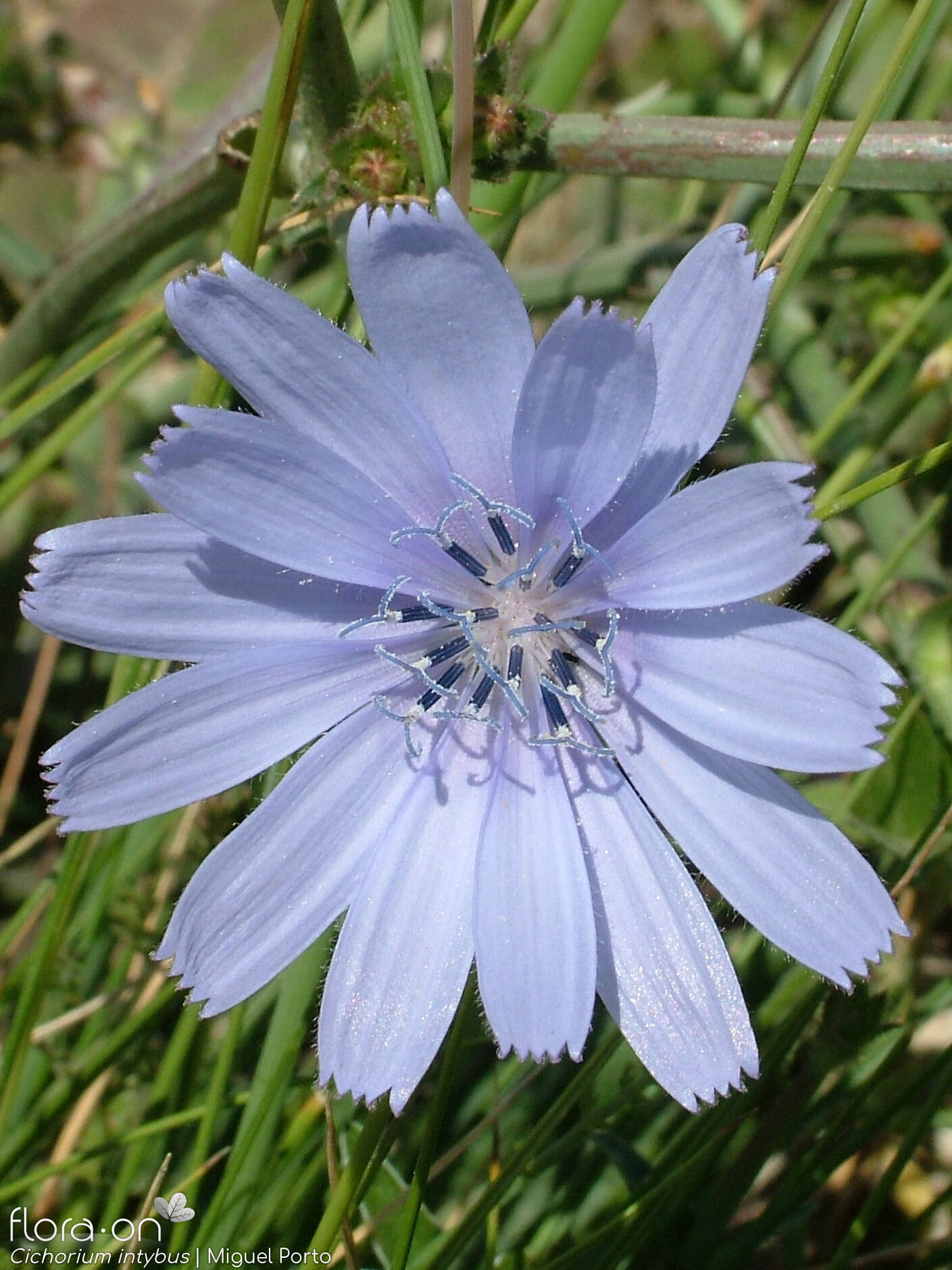 Cichorium intybus