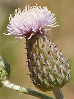 Cirsium arvense