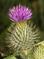 Cirsium vulgare
