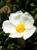 Cistus psilosepalus