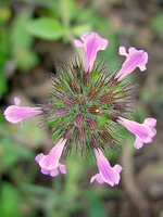 Clinopodium vulgare