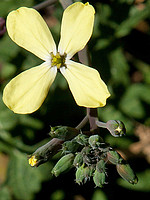 Coincya cintrana