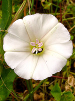 Convolvulus arvensis