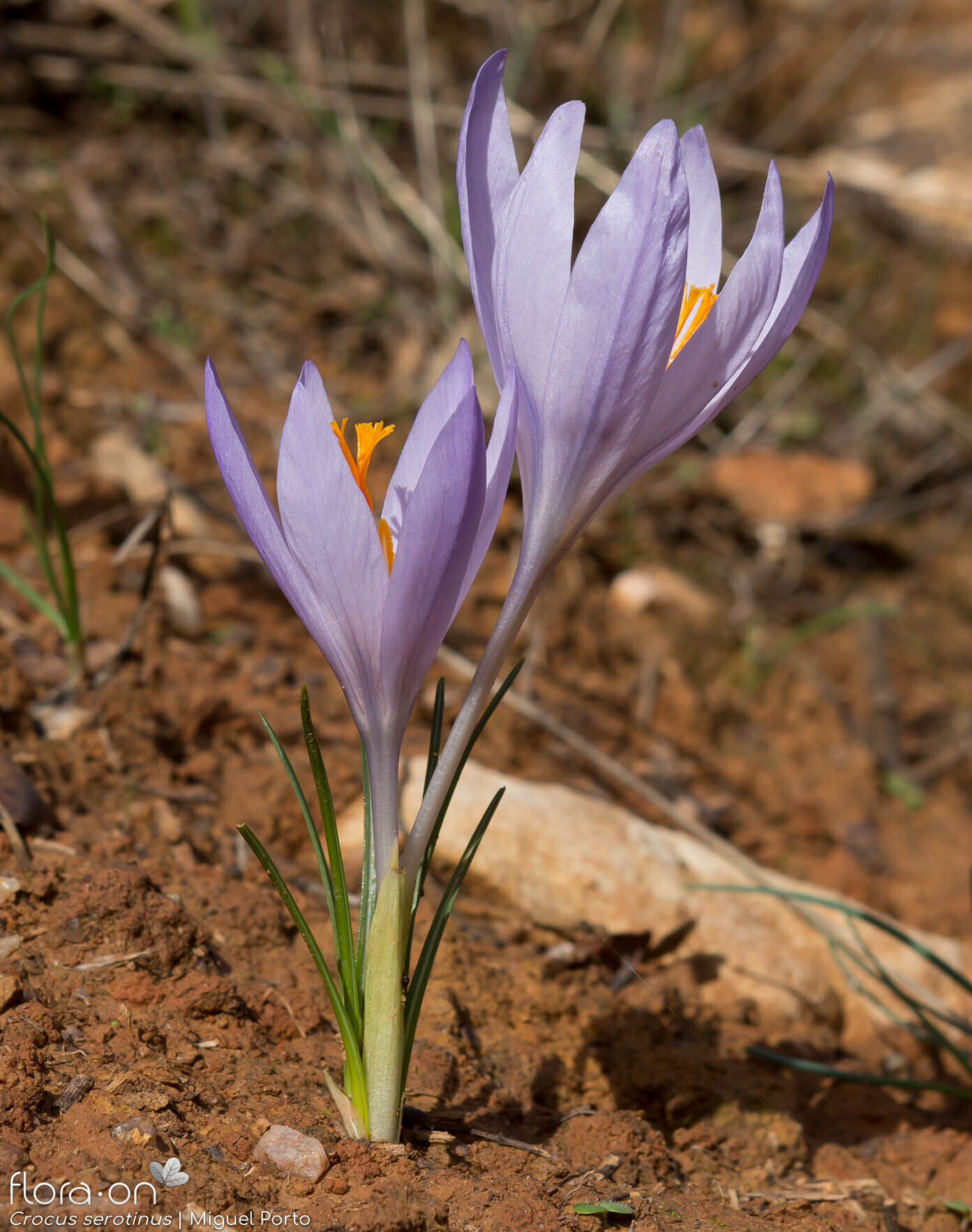 Crocus serotinus