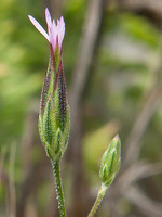 Crupina vulgaris