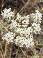 Daucus crinitus
