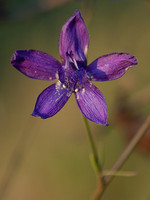 Delphinium pentagynum