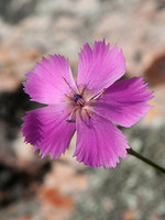 Dianthus lusitanus