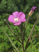 Epilobium hirsutum