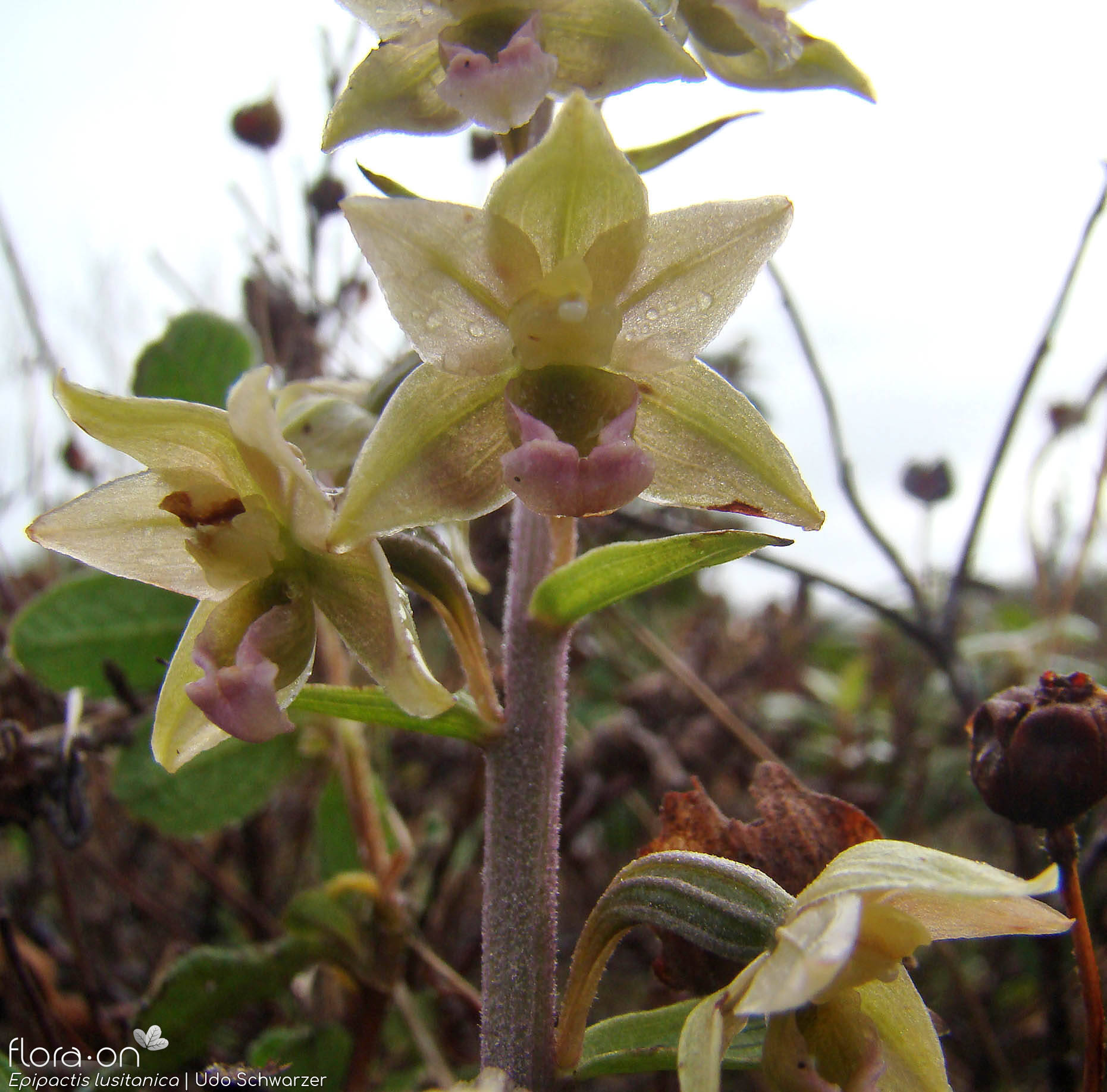 Epipactis lusitanica - Flor (geral) | Udo Schwarzer; CC BY-NC 4.0