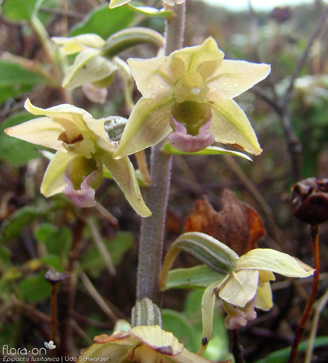 Epipactis lusitanica - Flor (geral) | Udo Schwarzer; CC BY-NC 4.0