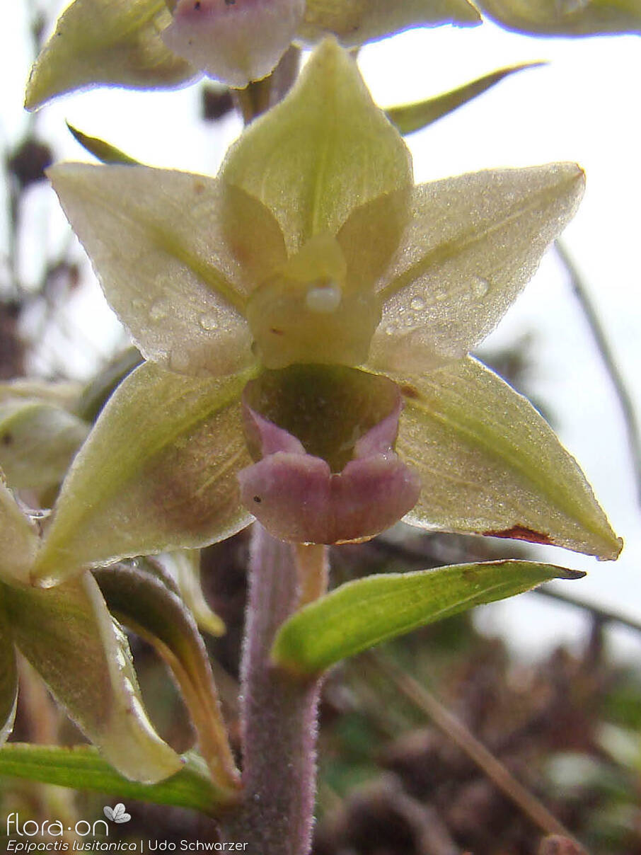Epipactis lusitanica - Flor (close-up) | Udo Schwarzer; CC BY-NC 4.0
