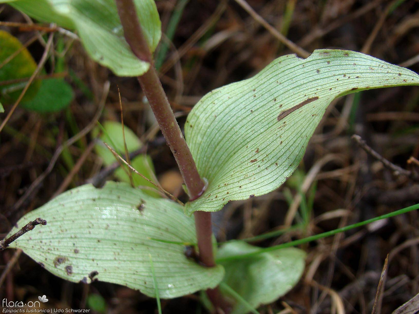Epipactis lusitanica - Folha (geral) | Udo Schwarzer; CC BY-NC 4.0