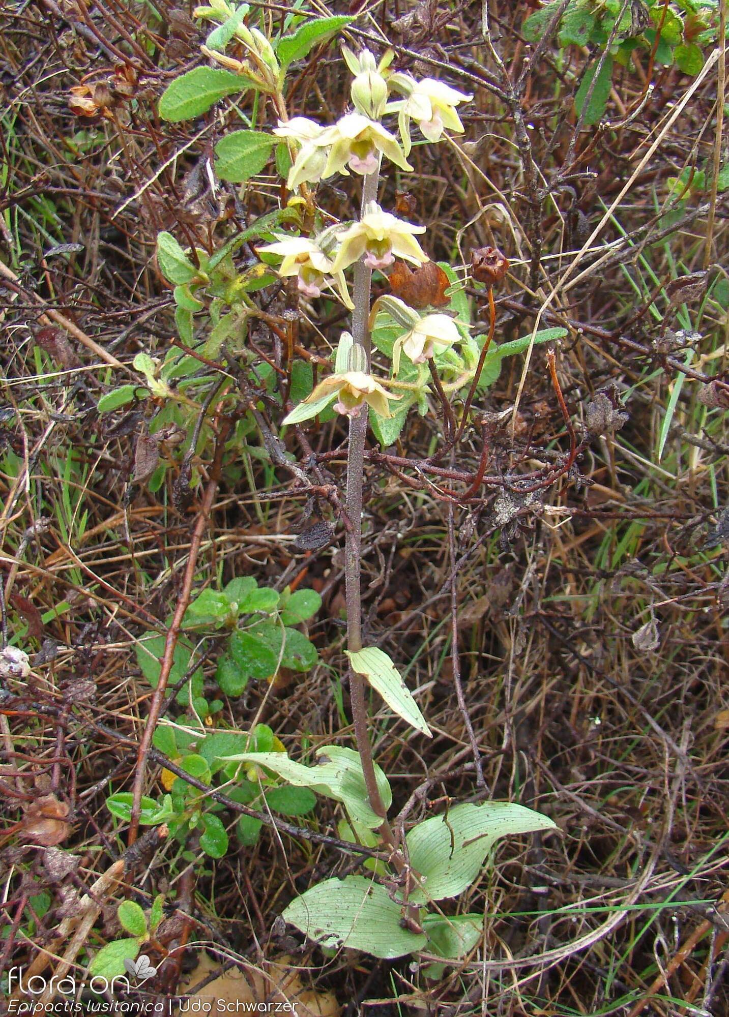 Epipactis lusitanica - Hábito | Udo Schwarzer; CC BY-NC 4.0