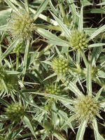 Eryngium campestre