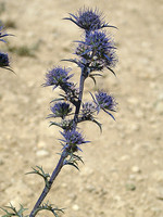 Eryngium dilatatum