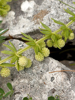 Galium verrucosum