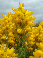 Genista tournefortii