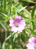 Geranium dissectum