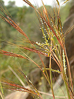 Hyparrhenia sinaica