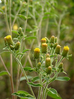 Inula conyza