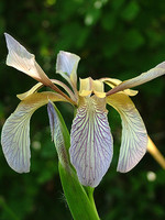 Iris foetidissima